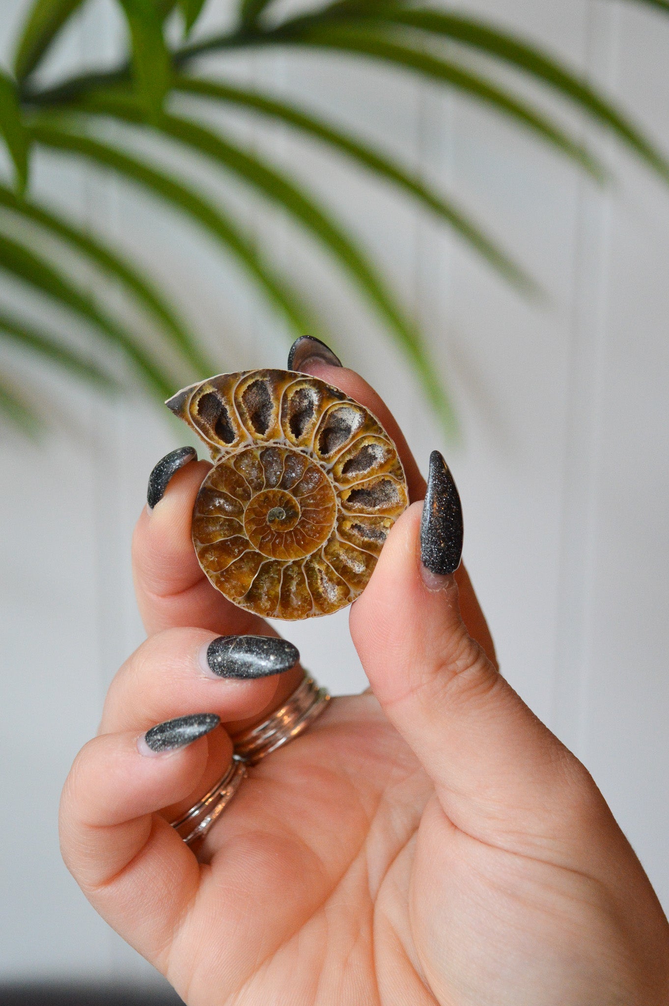 Small Opalised Ammonite