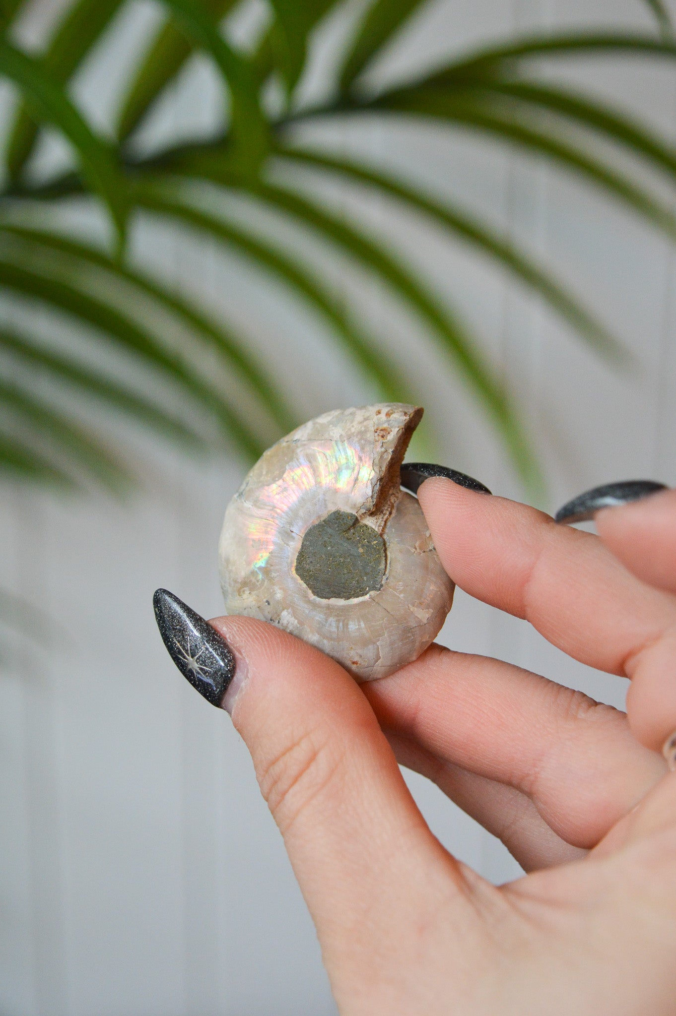 Small Opalised Ammonite