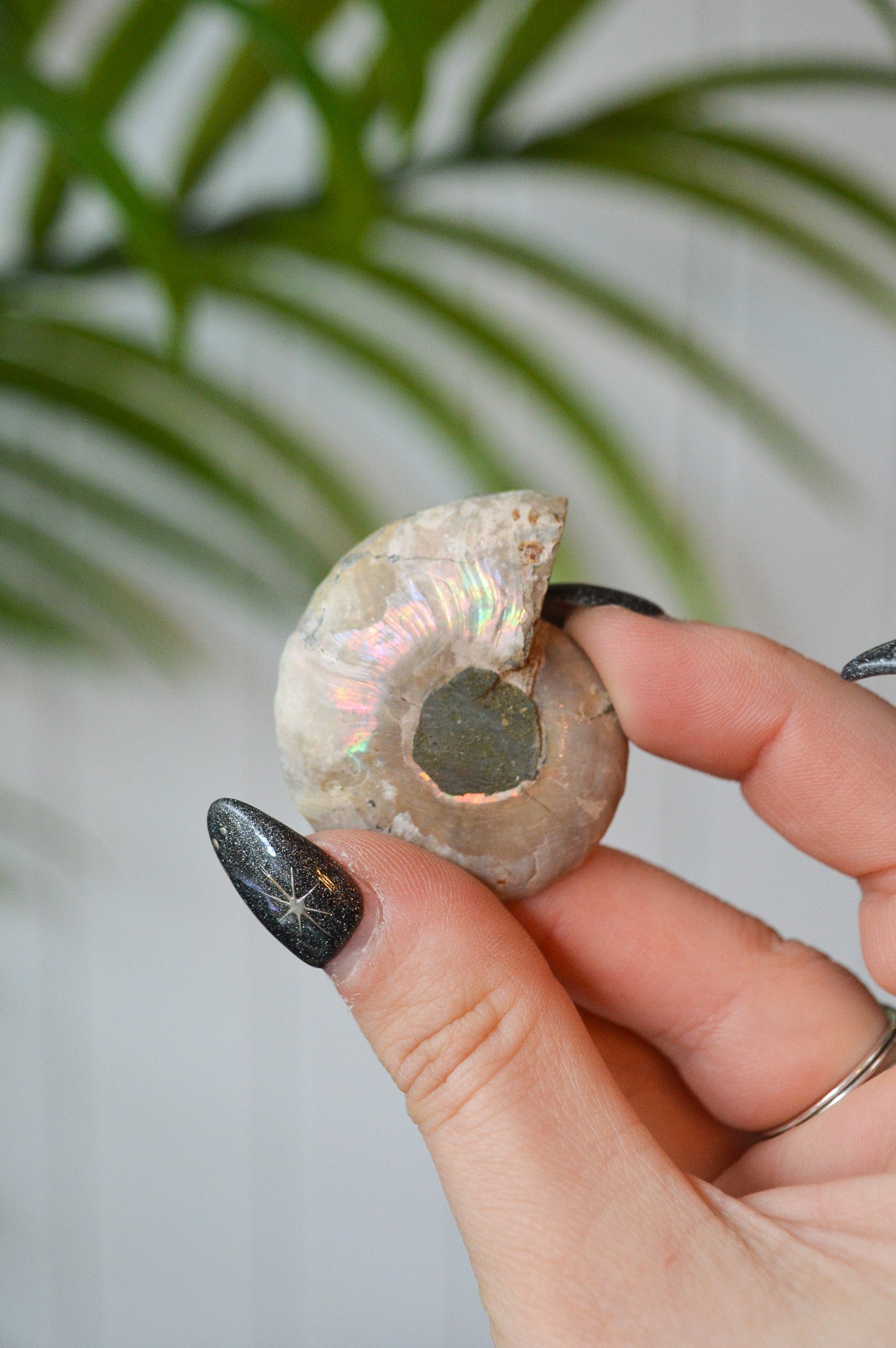Small Opalised Ammonite