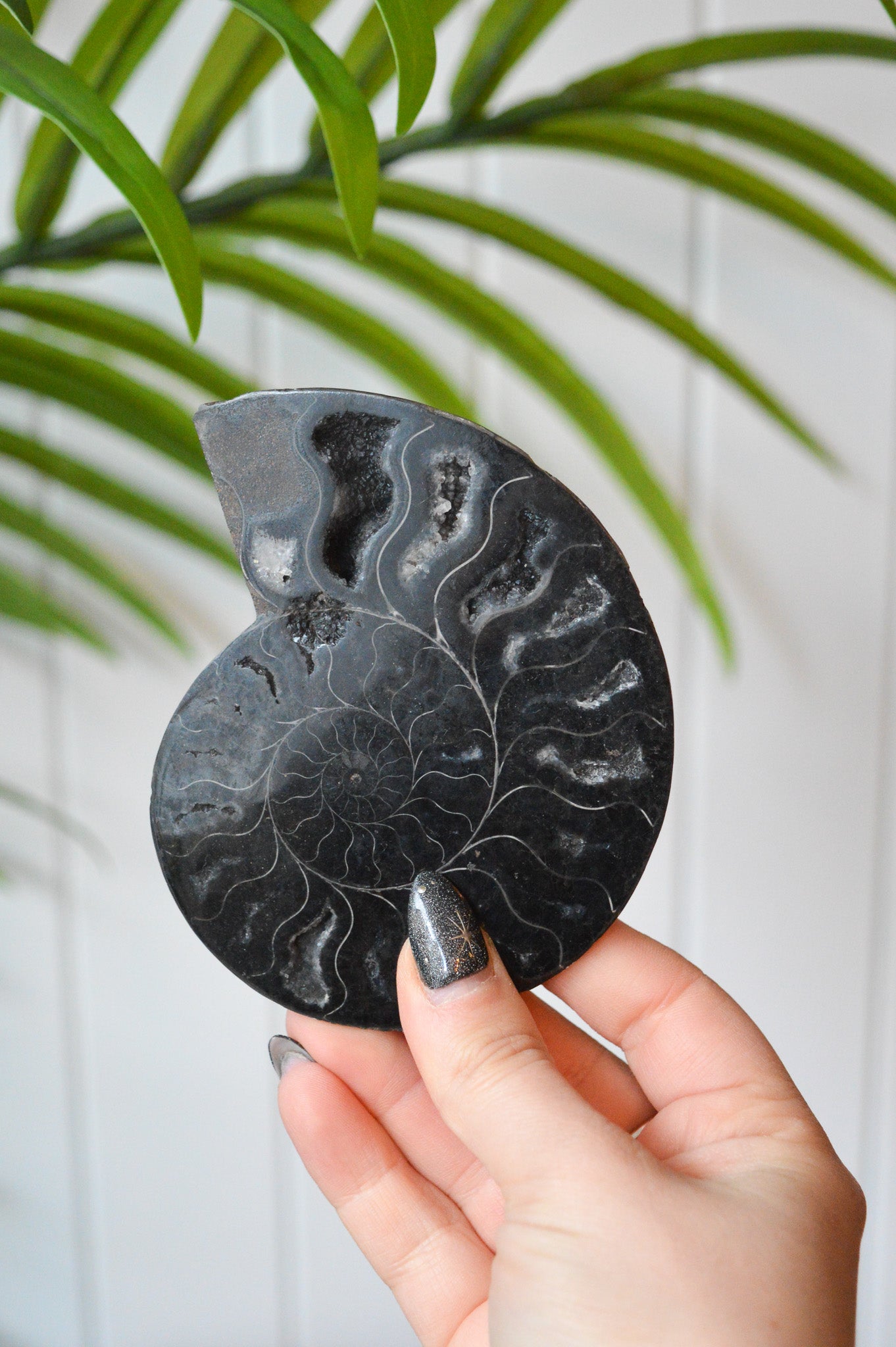 Black Ammonite