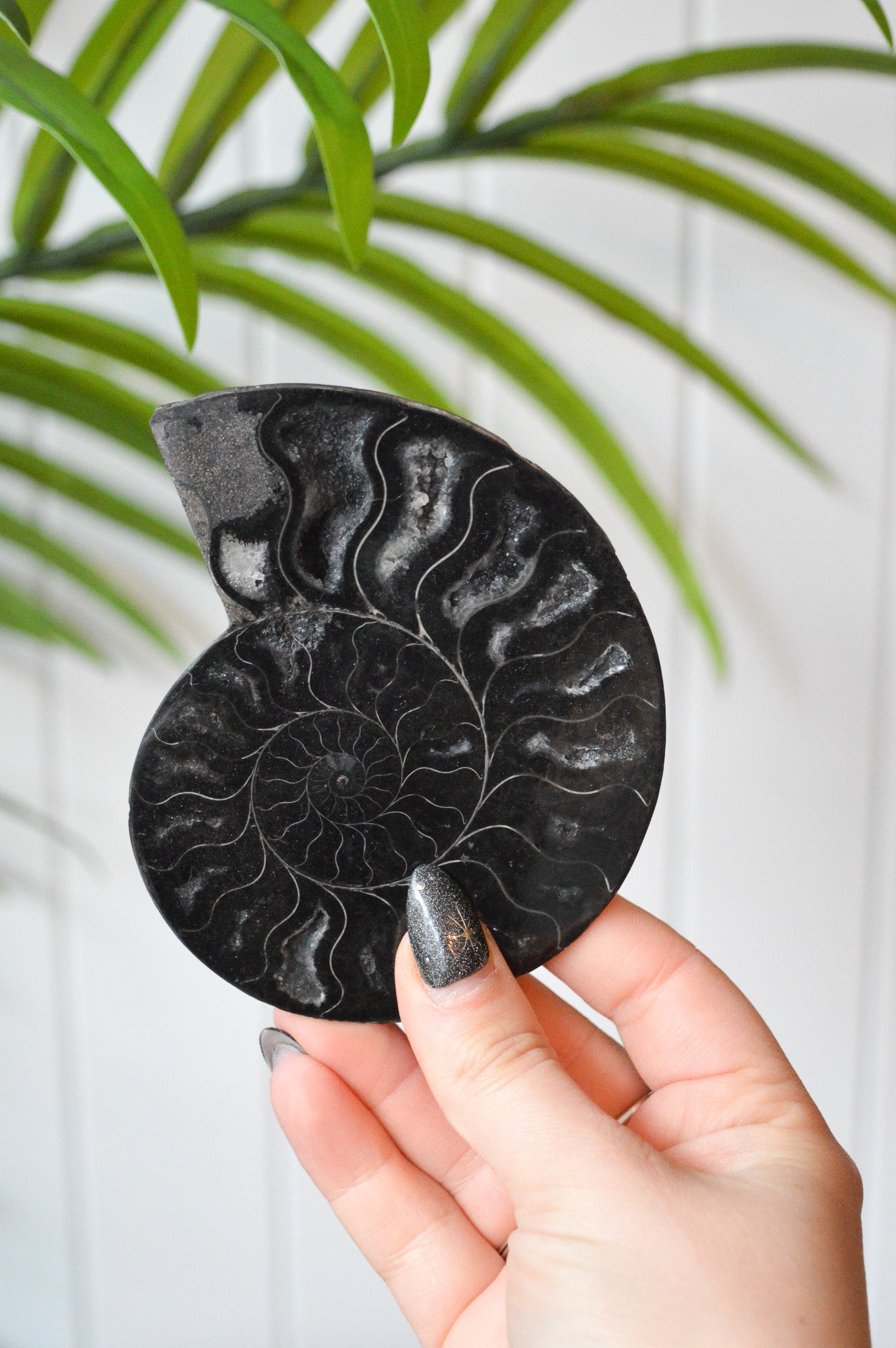 Black Ammonite