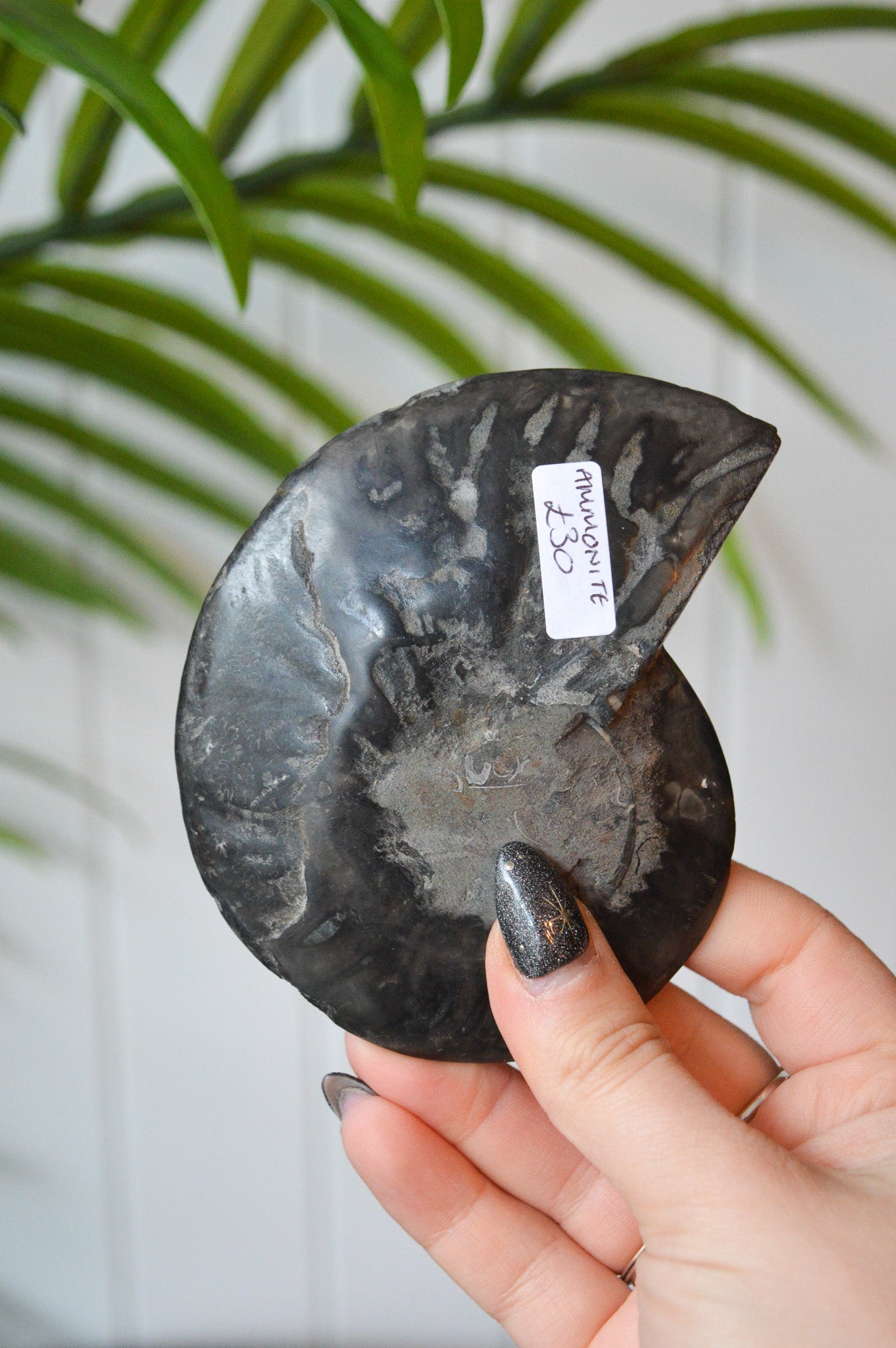 Black Ammonite
