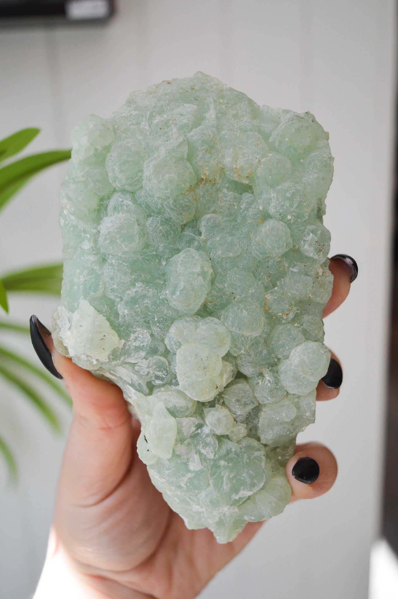 Botryoidal Prehnite