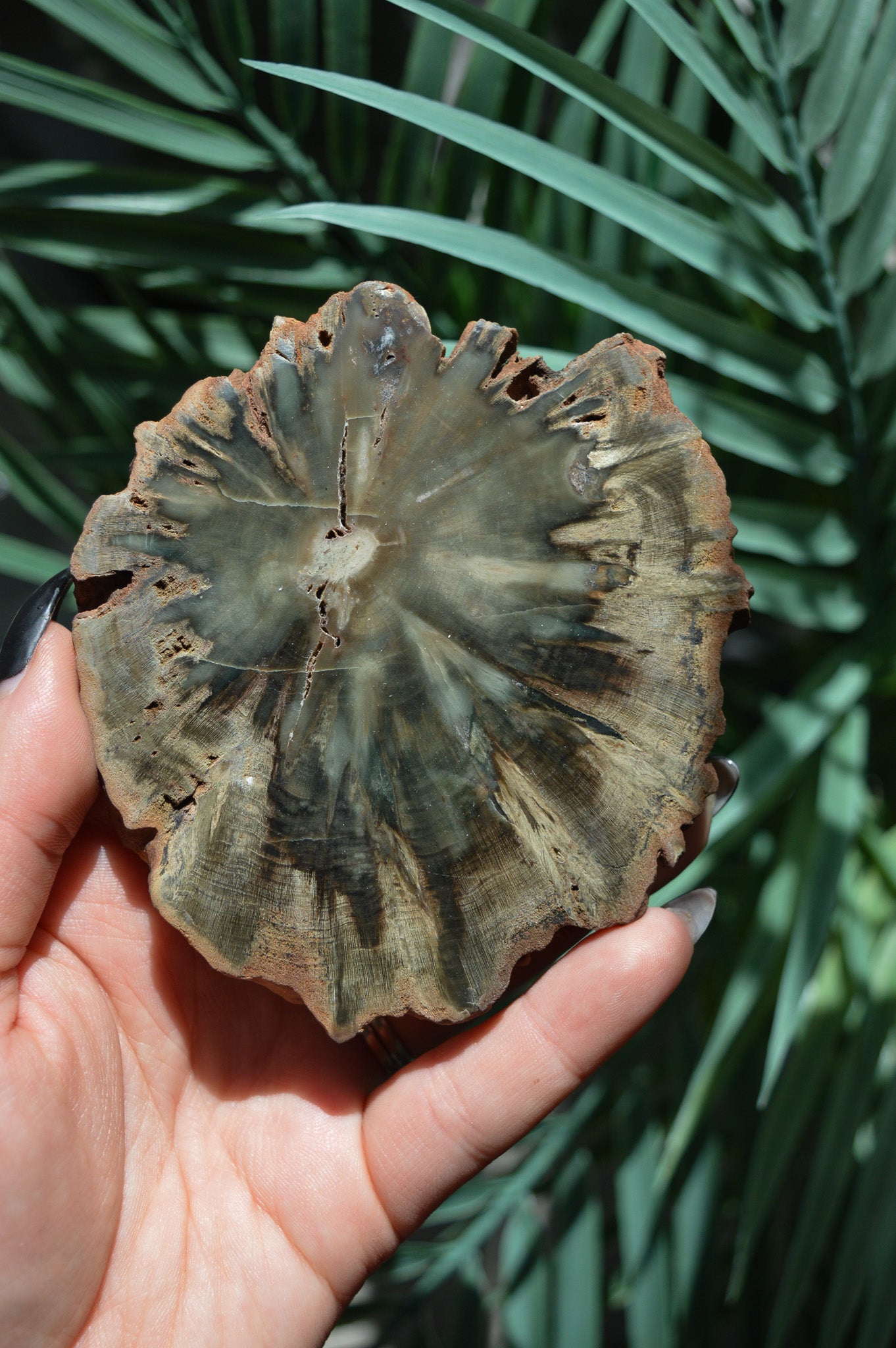 Petrified Wood Slice #1