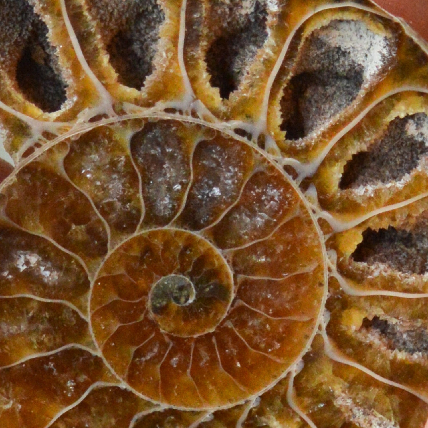 Ammonite