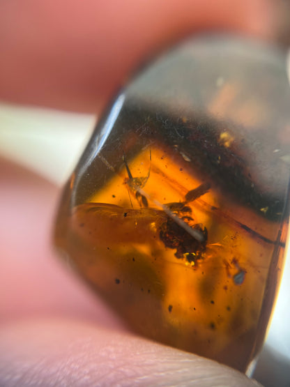 Chiapas Amber With Bugs #8