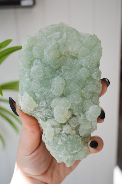 Botryoidal Prehnite