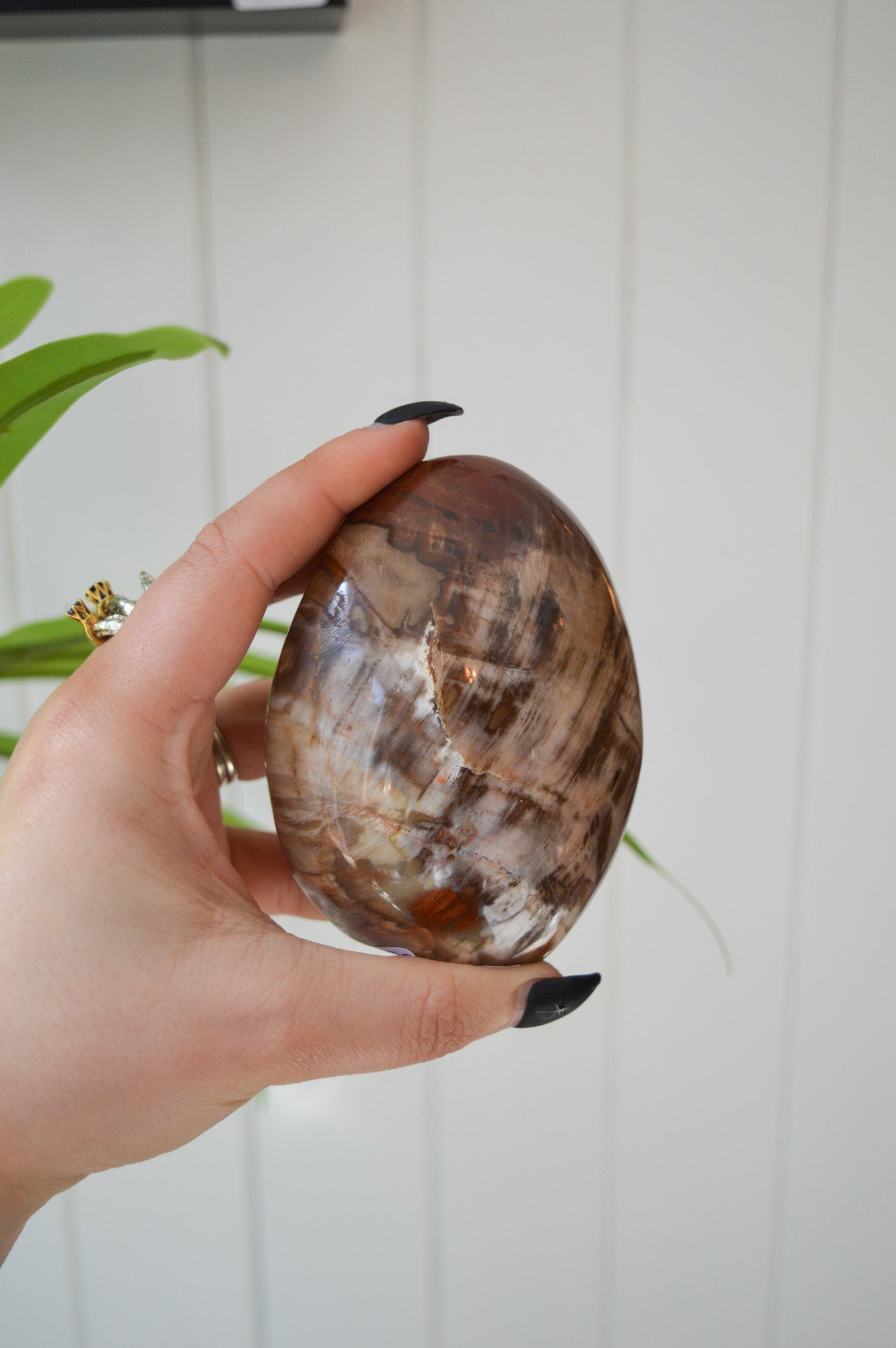 Petrified Wood Freeform
