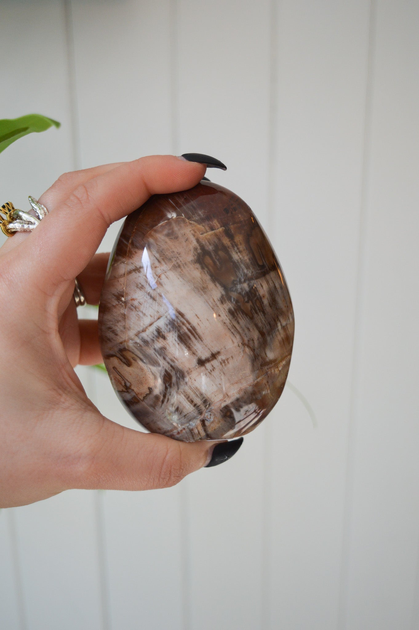 Petrified Wood Freeform
