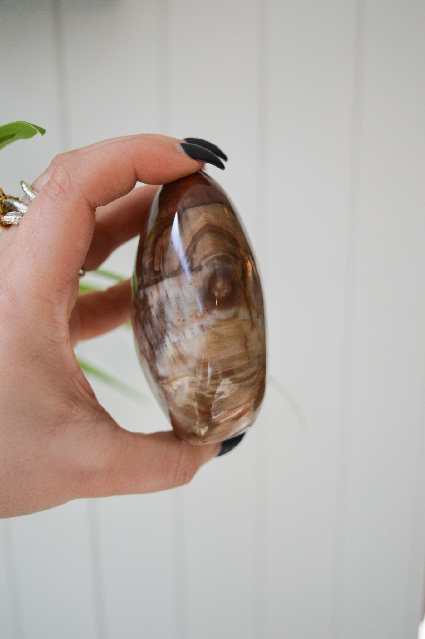 Petrified Wood Freeform