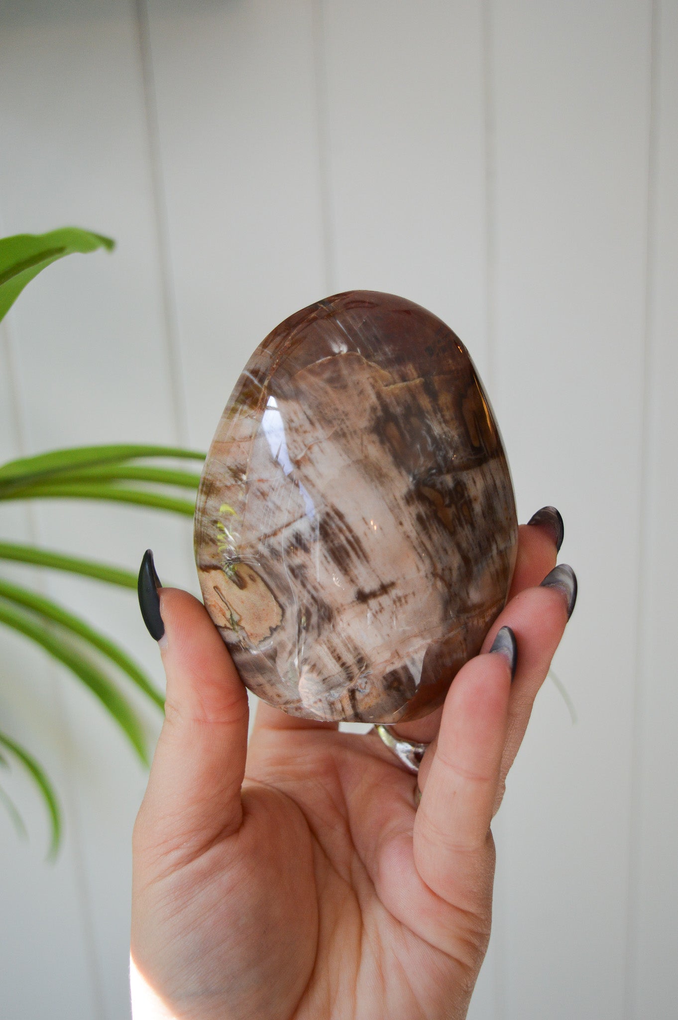 Petrified Wood Freeform