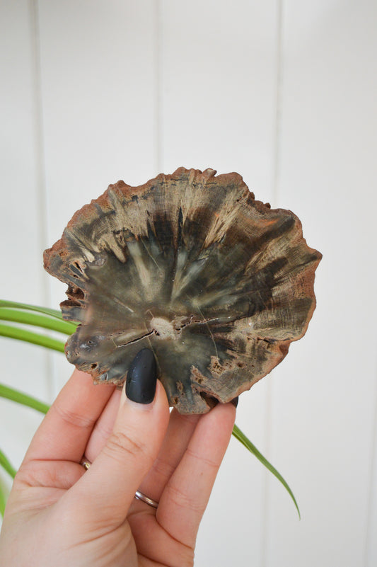 Petrified Wood Slice #1