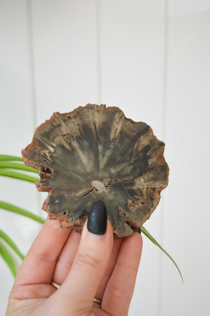 Petrified Wood Slice #1