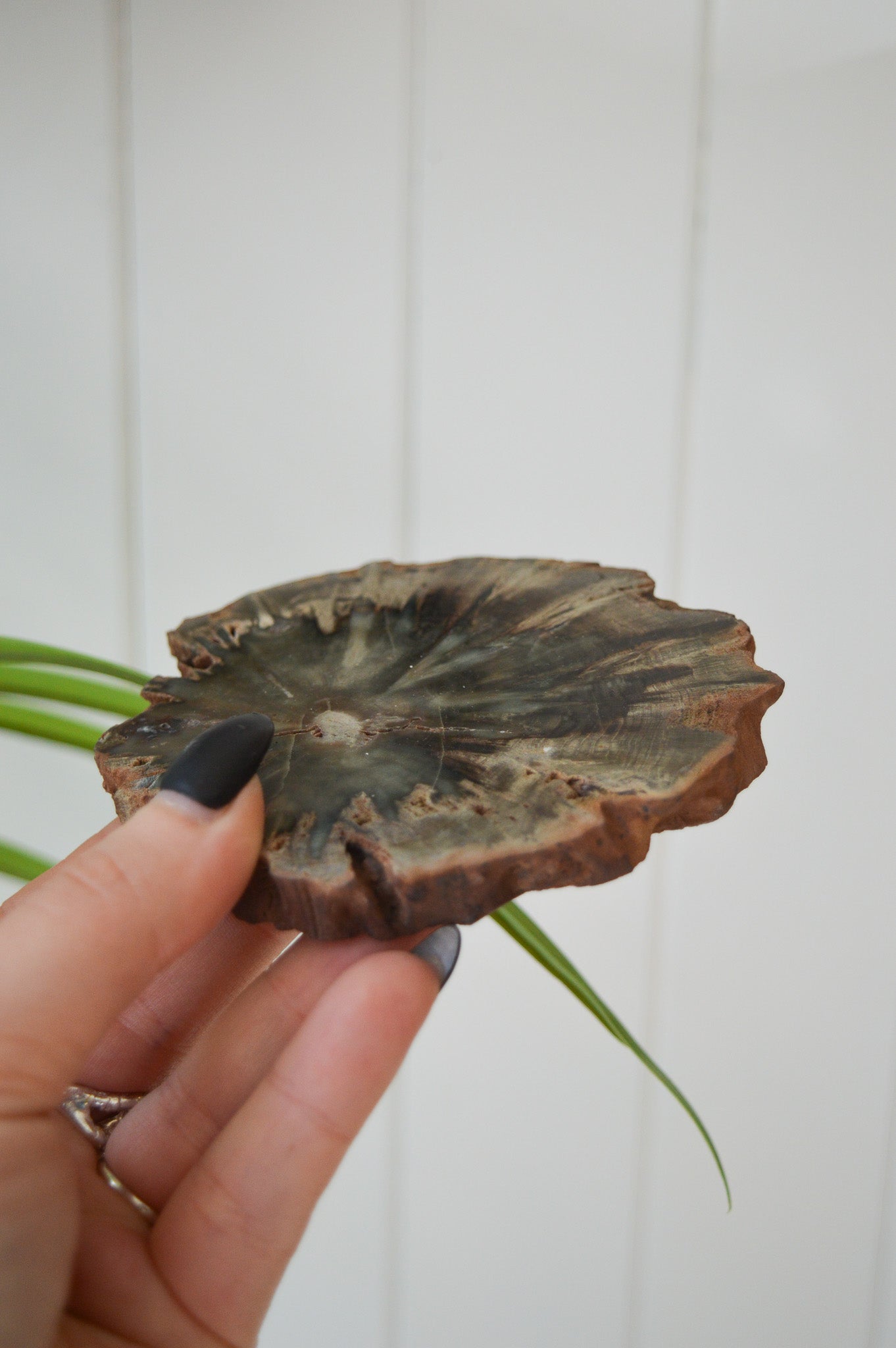 Petrified Wood Slice #1