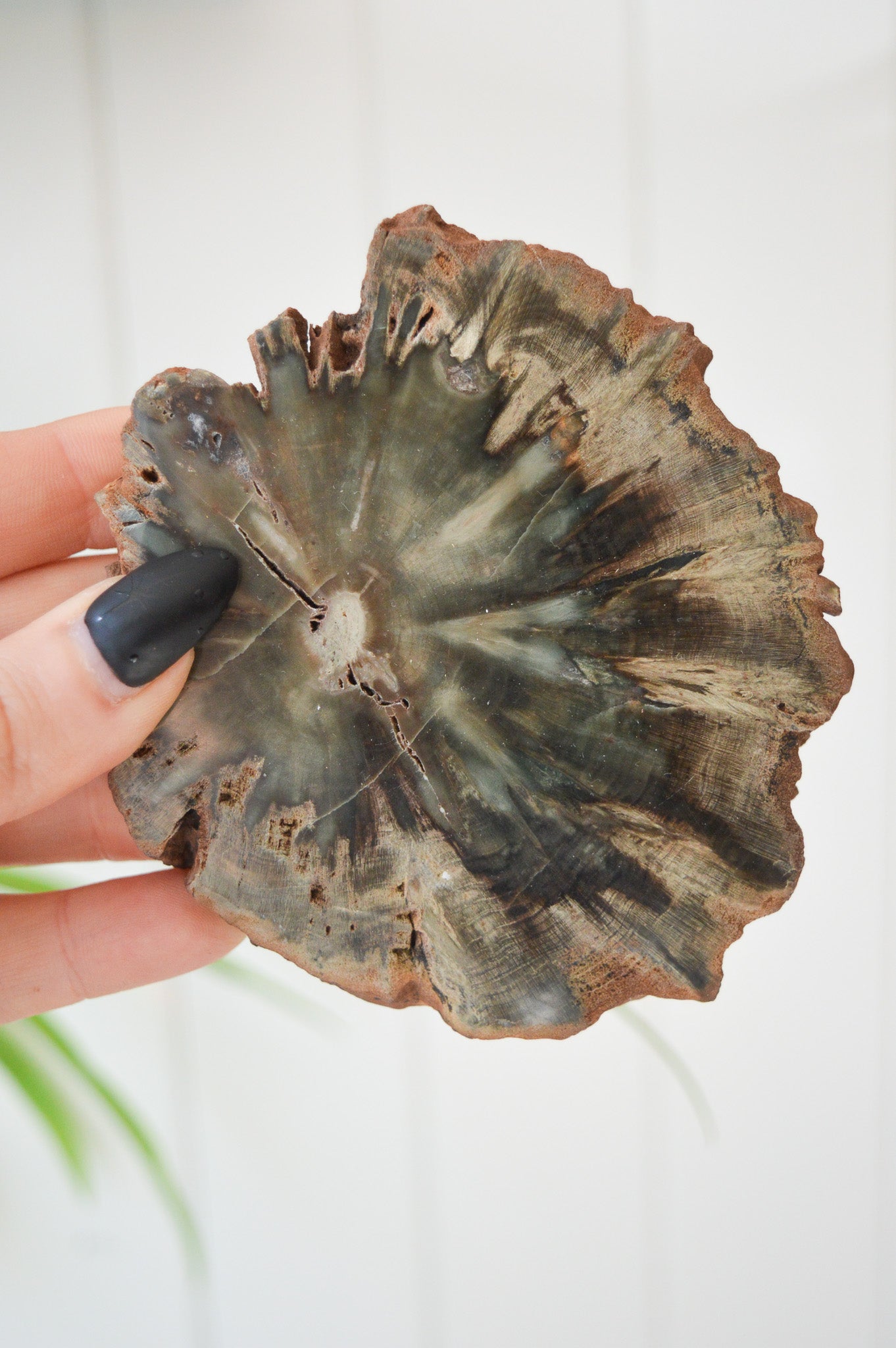 Petrified Wood Slice #1