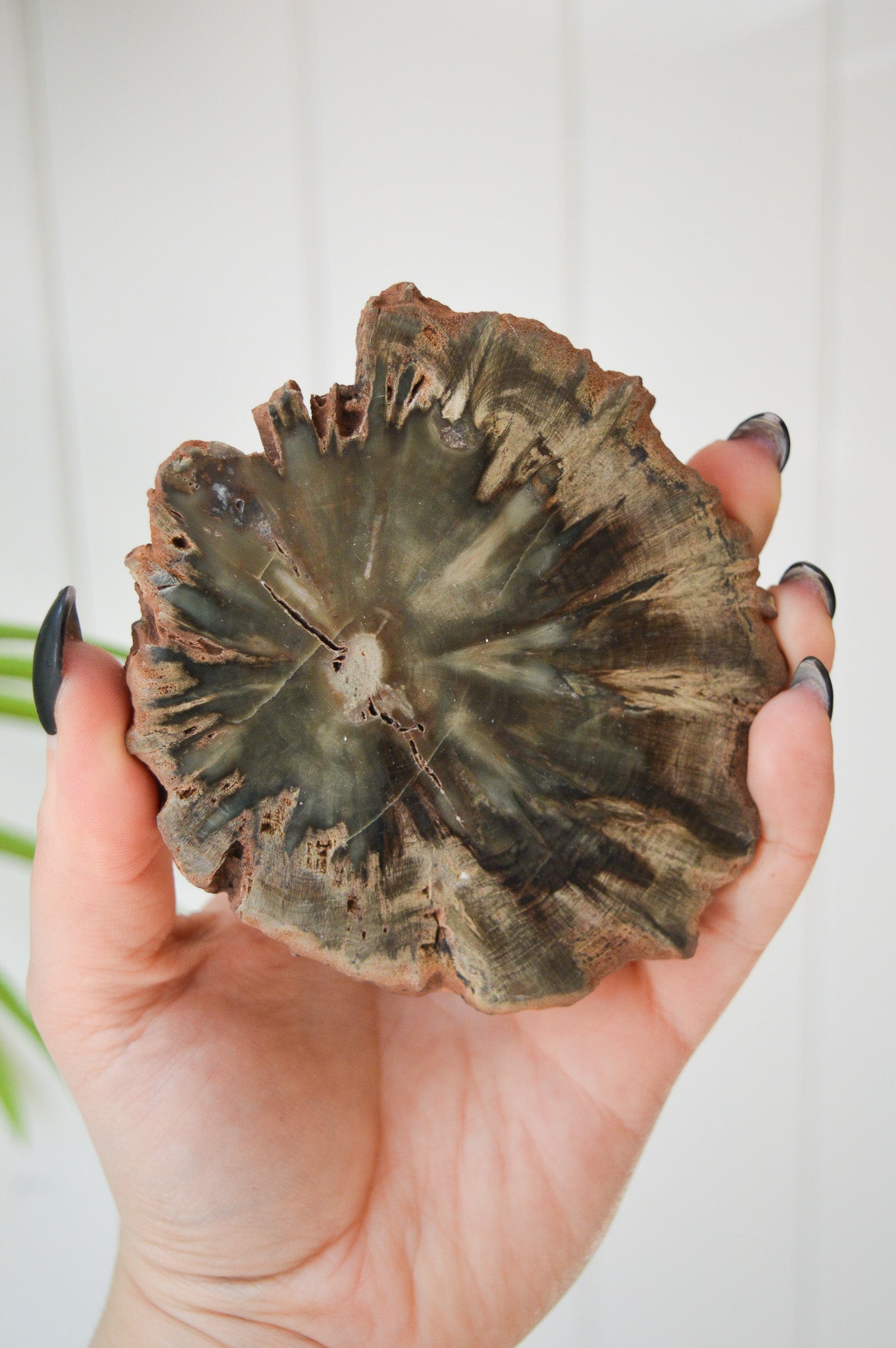 Petrified Wood Slice #1