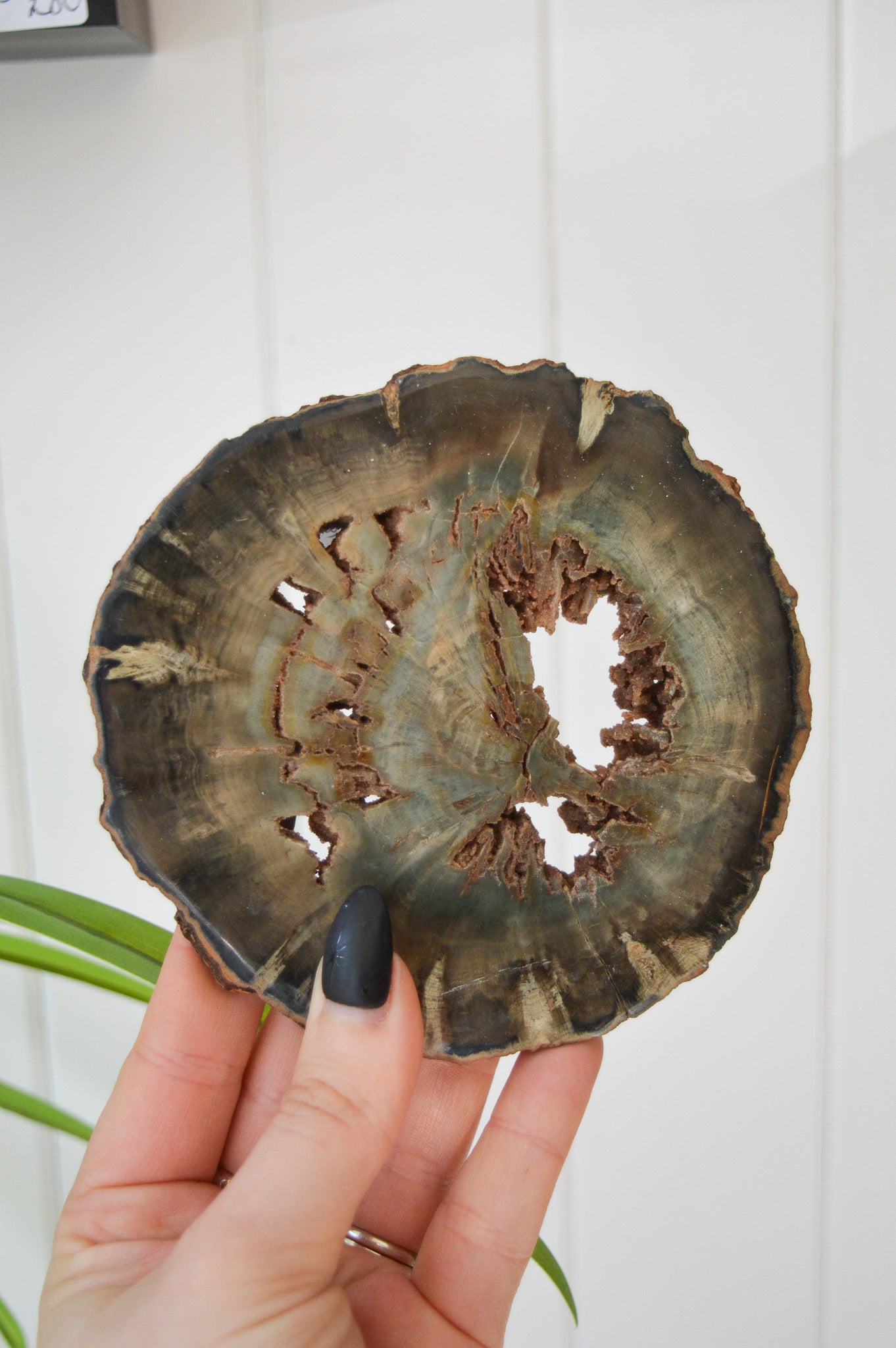 Petrified Wood Slice #2