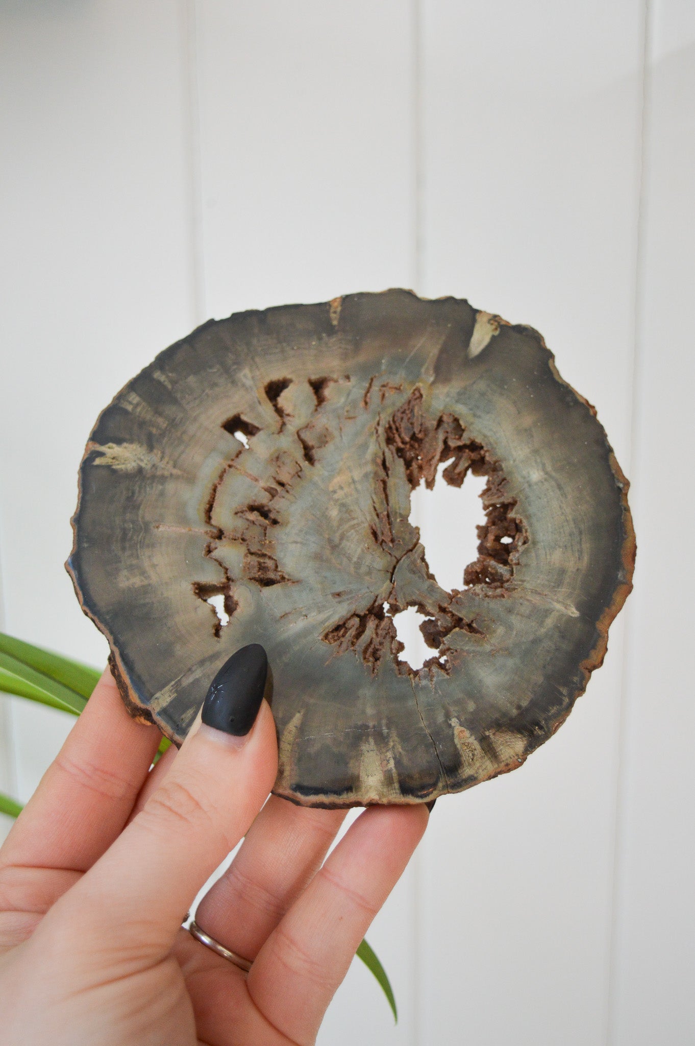 Petrified Wood Slice #2