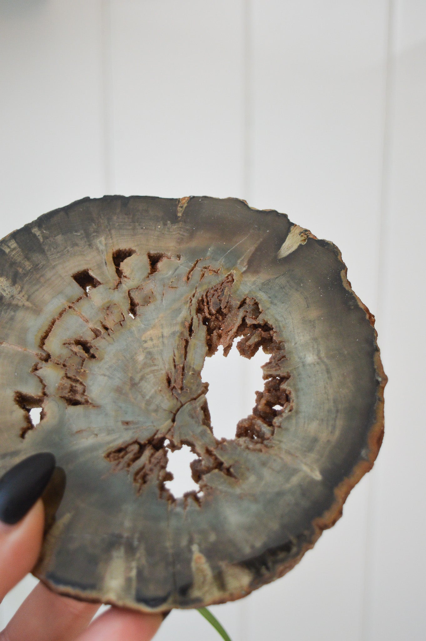 Petrified Wood Slice #2