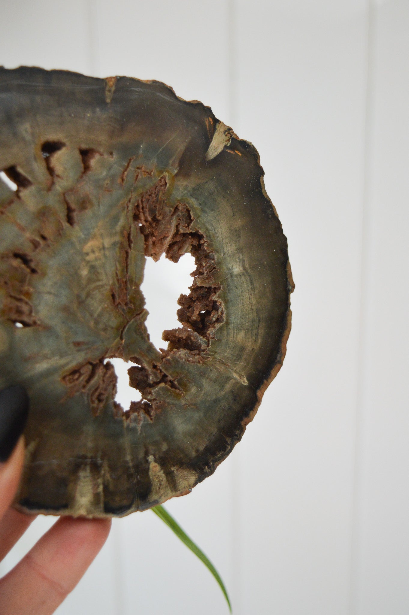 Petrified Wood Slice #2