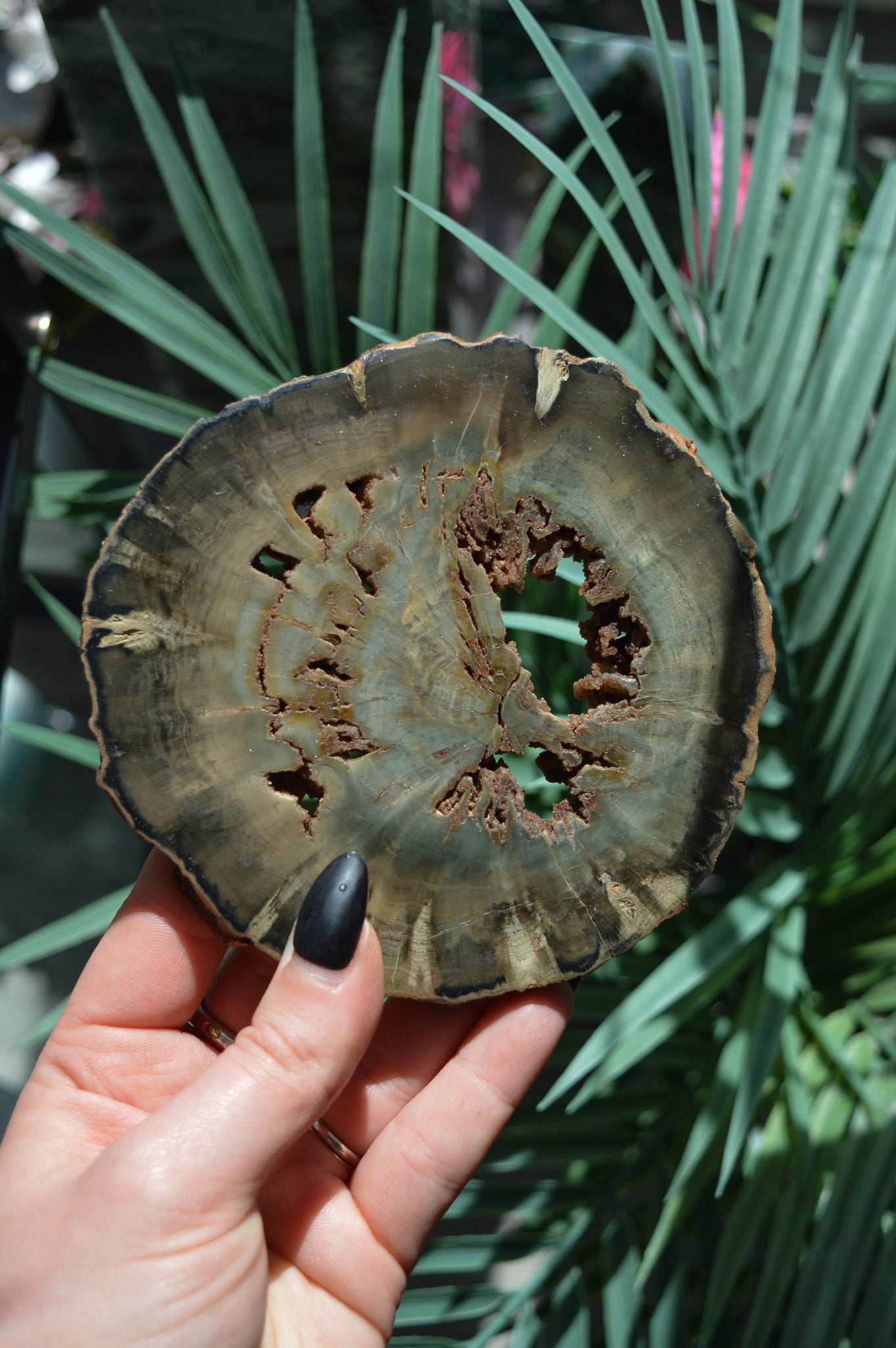 Petrified Wood Slice #2