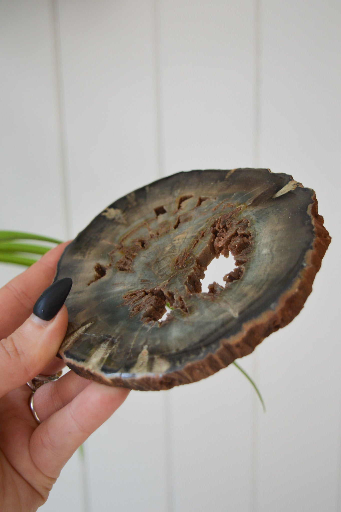 Petrified Wood Slice #2