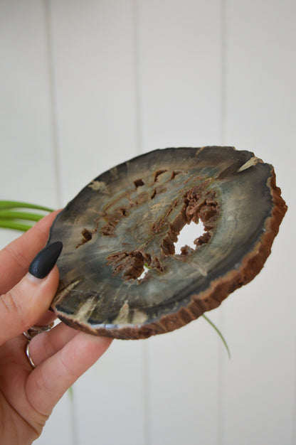 Petrified Wood Slice #2