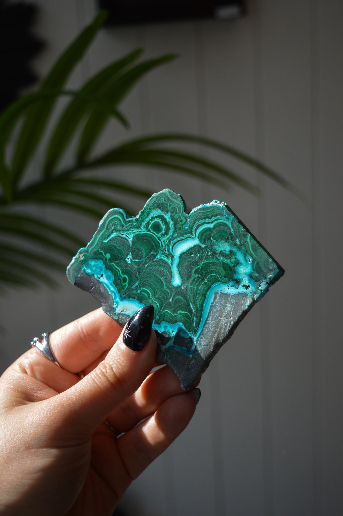 Malacholla Slice #4