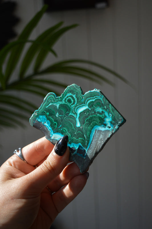 Malacholla Slice #4