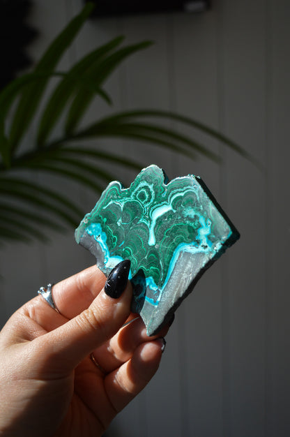 Malacholla Slice #4