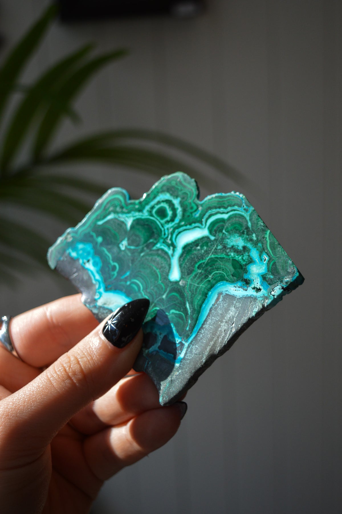 Malacholla Slice #4