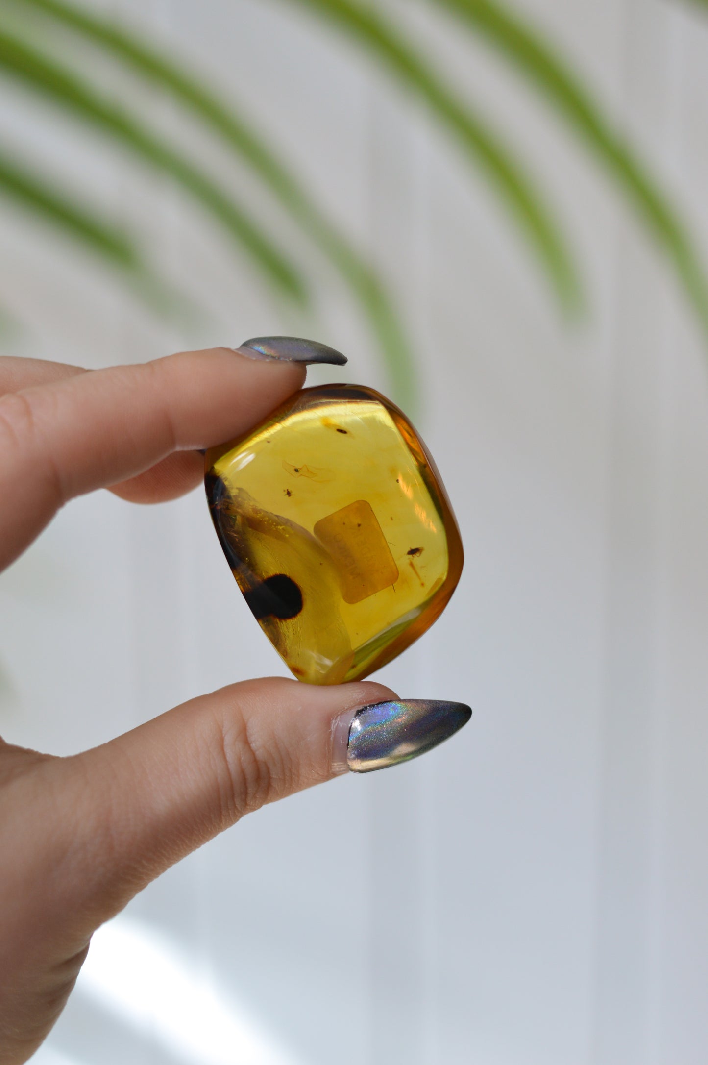Chiapas Amber With Bugs #1