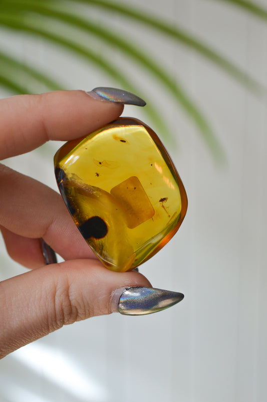 Chiapas Amber With Bugs #1