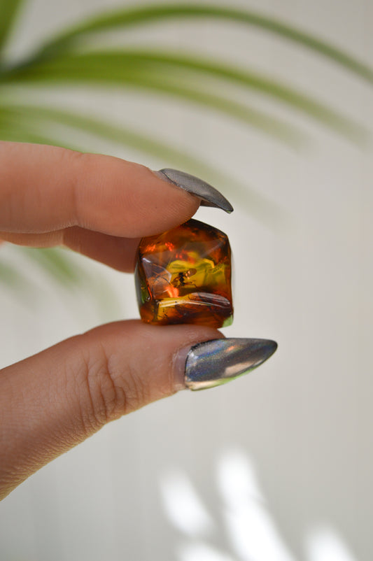 Chiapas Amber With Bugs #7