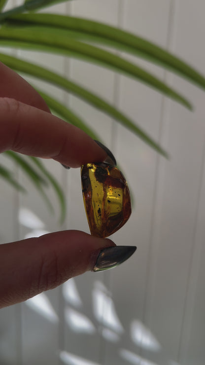 Chiapas Amber With Bugs #5