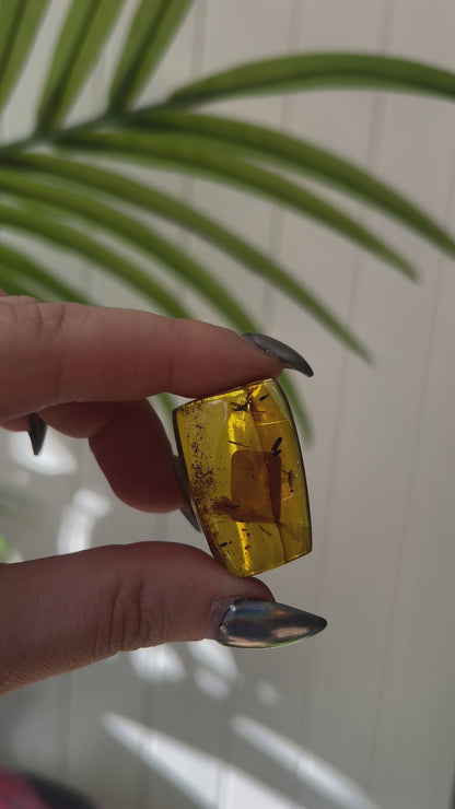 Chiapas Amber With Bugs #4
