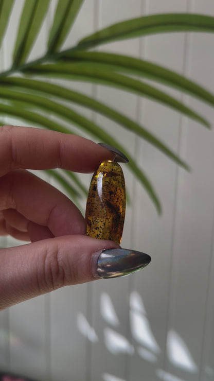Chiapas Amber With Bugs #6