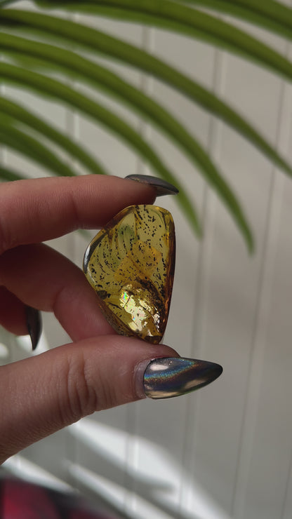 Chiapas Amber With Bugs #2